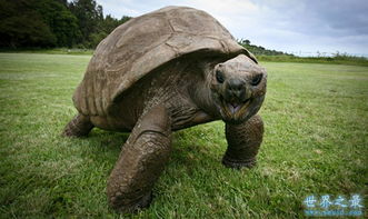 乌龟的寿命最长可达182岁,盘点寿命最长的乌龟 