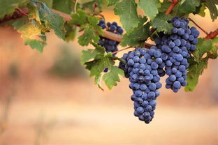 七月成熟的葡萄是什么品种 六月份成熟的葡萄品种