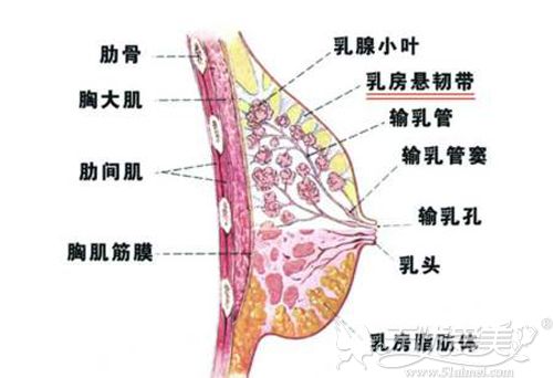 胸部下垂咨询乳房上提术和悬吊术时才知道是同一个手术