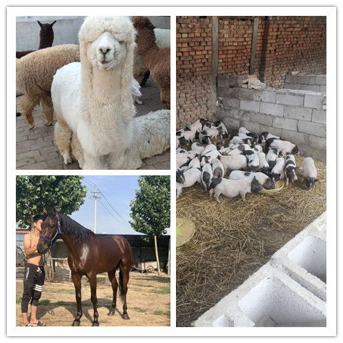 青海省周边哪里有卖羊驼的养殖基地 