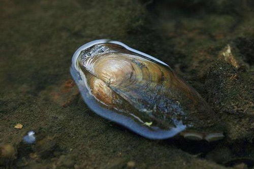 河蚌有毒吗 河蚌寄生虫能煮死吗