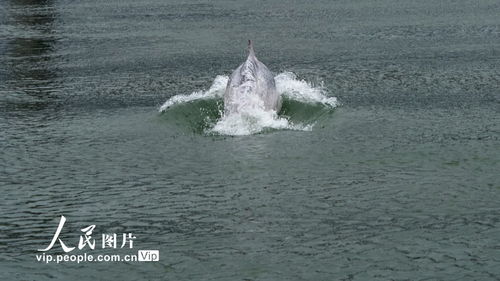 空投「巨鲸」频现,空投虚拟币