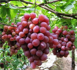 葡萄苗最佳种植时间及种植方法,怎么种葡萄(种子繁殖)