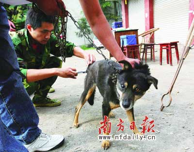 广东狂犬病呈高发趋势 去年致死病例高达319例 