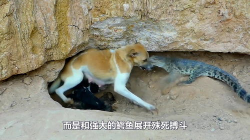 鳄鱼闯入狗洞捕杀狗崽,还咬伤母狗,关键时刻救兵到来,形势逆转 