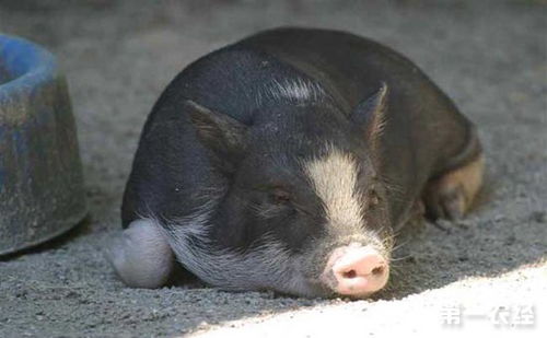 中国黑猪品种主要有哪些 中国十大黑猪品种及产地
