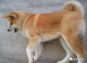 日本可爱的秋田犬被普京养成了 战斗种族 