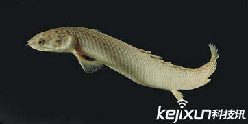 古代鱼类如何爬上陆地 鱼鳍和尾巴功不可没 