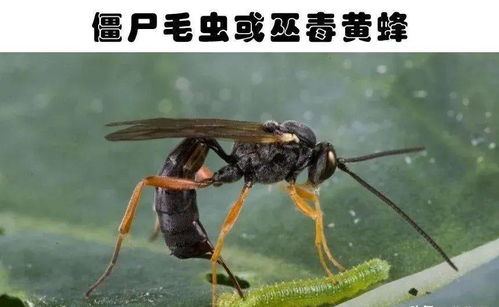 寄生蜂控制毛毛虫一生 图片欣赏中心 急不急图文 Jpjww Com