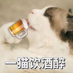 你连表情包里猫的名字都不知道,还敢说爱猫 搜狐宠物 搜狐网 