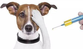狗狗第一次打疫苗要打哪几种 