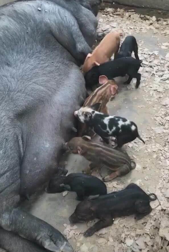 妻子想吃小猪崽，屠夫拿刀杀母猪