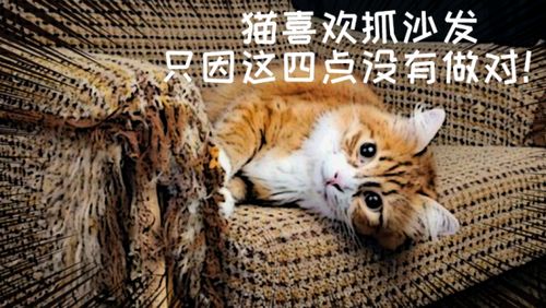 猫总抓沙发 养猫人家不配拥有沙发 那是因为你没有做这4件事