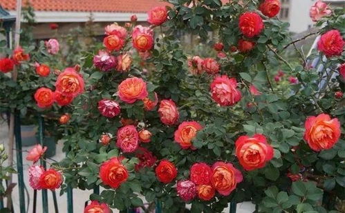 红罗莎莉月季一年开几次花花期是什么时候,红罗莎莉月季一年开几次花？