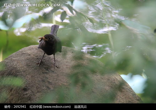 虫子p图和小鸟p图的区别