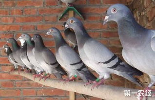 养鸽过程中需要熟知的五种鸽子行为