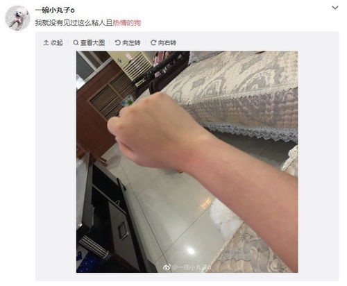 狗子不是你想养,想养就能养