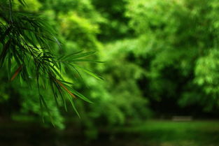 关于雨天竹子的诗句