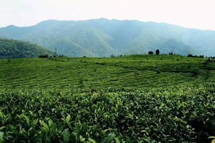 板山问道丨普洱没有名茶山