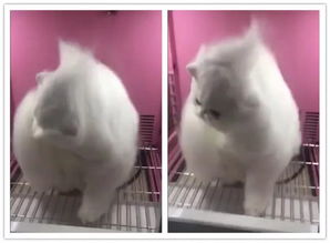 猫咪在宠物烘干箱内被吹得毛发飞起帅极了,我是可爱的超级晒亚喵