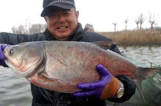 胶州少海万斤鲢鱼上岸 一条能有三四十斤图 