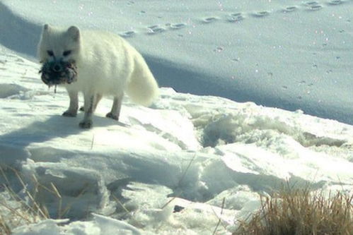 揭秘雪地精灵北极狐 捕食旅鼠喂养幼崽 组图 