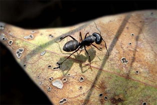 梦见大黑蚂蚁是什么意思梦到大黑蚂蚁好不好(梦见一群大黑蚂蚁)