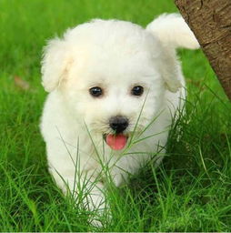 白色短毛犬有哪些品种 