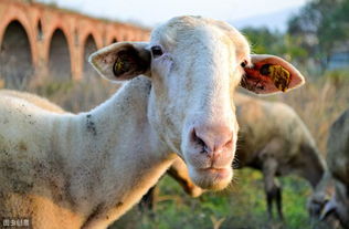 不同地区养羊什么品种好 母羊好,好一窝,公羊好,好一坡