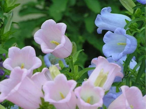 怎样把花拍出新意(花怎样拍才有创意)