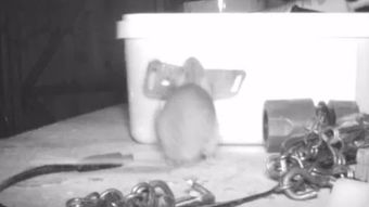 桌面每晚都被整理干净 装监控发现居然是老鼠