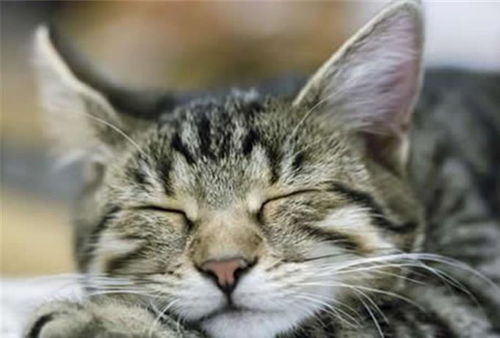 动物睡觉也会做梦 科学家给出答案,或许与它有关