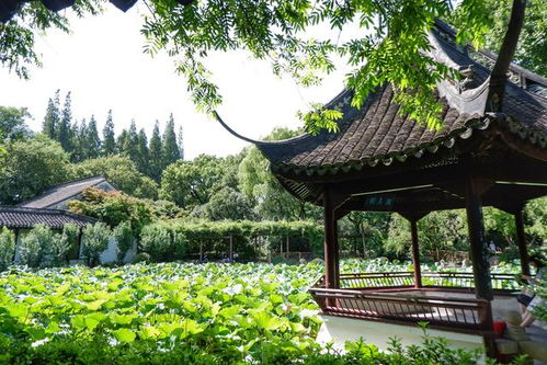上海四大园林之一,已有千年历史,为白居易起名醉白池