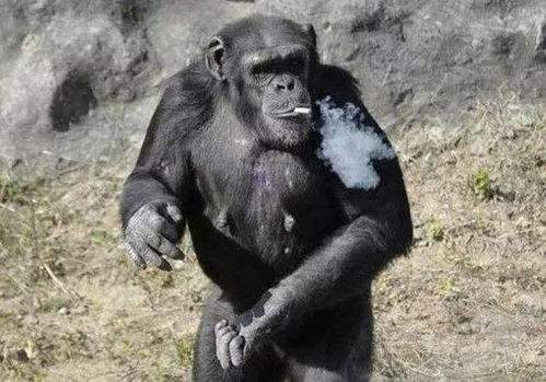 物园内猩猩抽烟,游客告状饲养员却不管,随后饲养员道出了真相