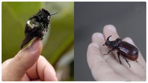 见识这世界 世界上最小的动物,小到难以置信,快来见识下