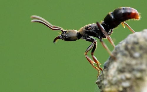 二维空间的蚂蚁,并不知道人类的存在,有四维的生物在俯视我们吗