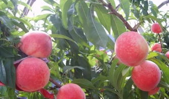山东蒙阴桃子几月上市 蒙阴最贵的桃子品种是什么