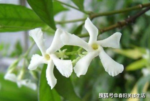 秋天养菊花,就养盆 名贵菊花 ,花开 慈育万物 ,红艳似火 茉莉 