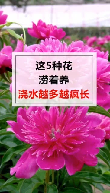 在水里养的花？在水里养的花有哪些几种适合在水里养的花