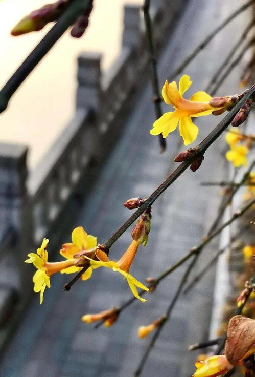 迎春花开早