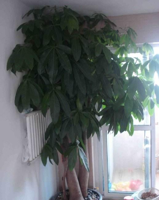 发财树有毒吗可以放在室内养吗,发财树在室内能活多久