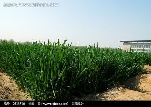 绿色麦地高清大图高清图片下载 红动网 