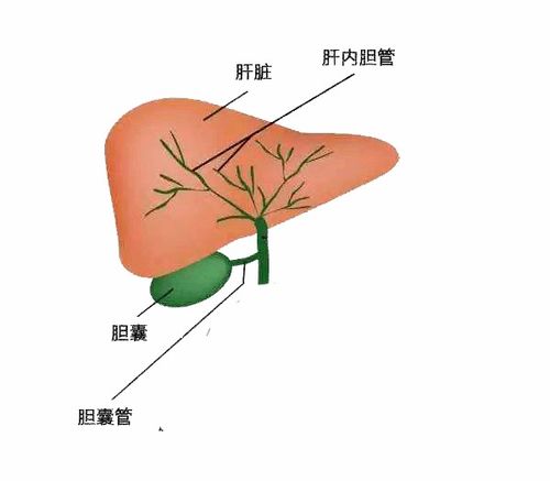 肝胆相照什么意思-图2