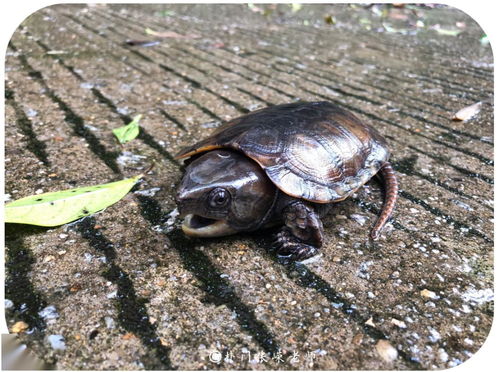 鷹嘴龜是國家幾級保護動物,鷹嘴龜是國家幾級保護動物?