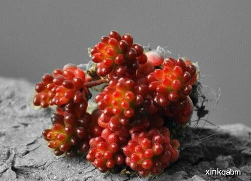 小红星怎么浇水方法,红星浆果的养殖方法？