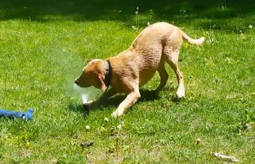 原来一只狗还可以这样喝水 看来汪星人也有一个有趣的灵魂 