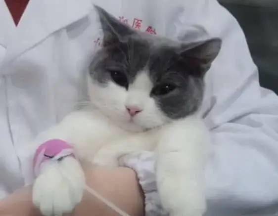 猫咪被带到医院,本以为会大闹一场,结果可爱到护士姐姐都想抱走