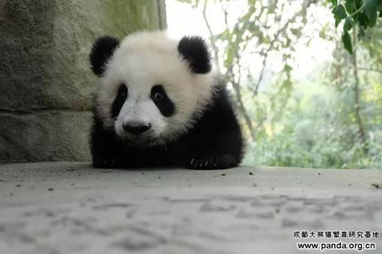 东方童画大熊猫命名仪式在成都大熊猫繁育研究基地举行