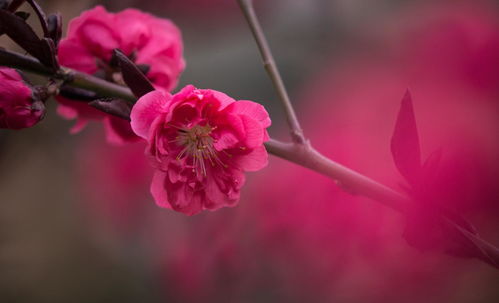 生肖本命带绿花是指什么生肖