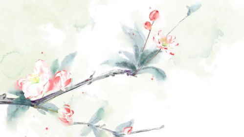 微语录丨 意林诗词大会 藏在古诗词里的海棠花